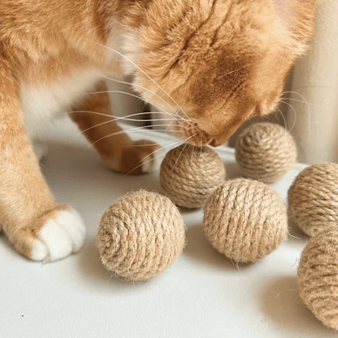 balle chat qui joue jouet boule