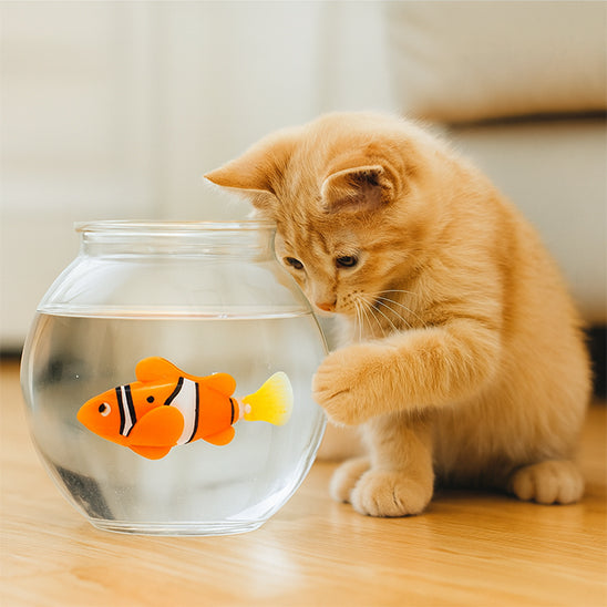 chat jouet poisson eau