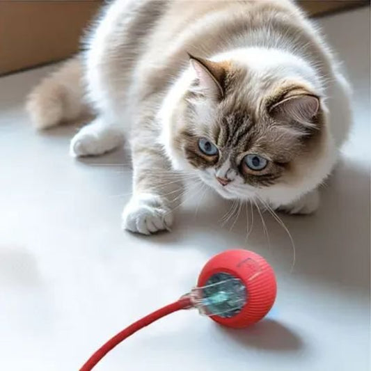 Jouet pour chat - Balle interactive - Chatyfyclub