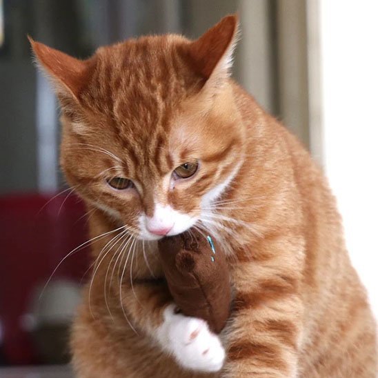 Jouet pour chat - Chat en peluche - Chatyfyclub