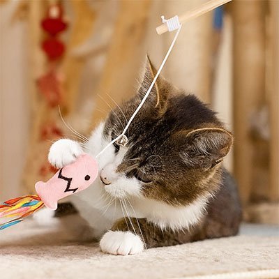 Jouet pour chat interactif - Canne à pêche - Chatyfyclub