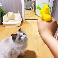 Jouet pour chat - Pistolet à hélices volantes - Chatyfyclub