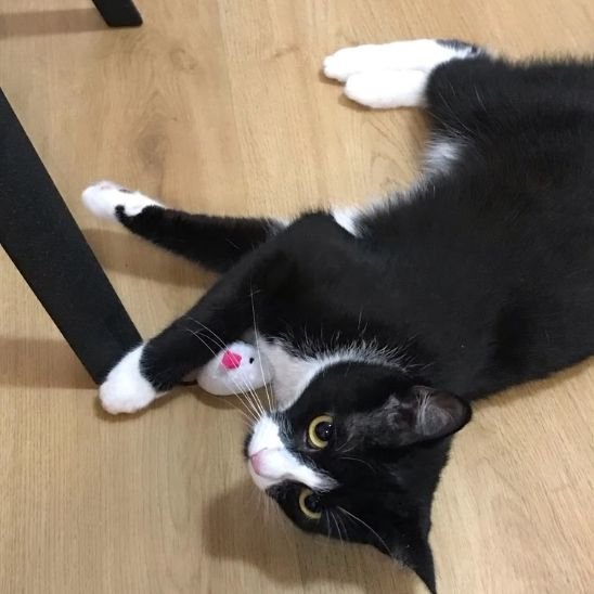 Jouet pour chat - Souris en peluche - Chatyfyclub