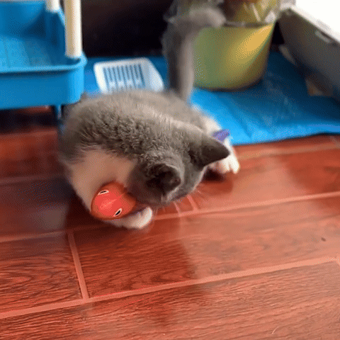 poisson jeu jouet chat peluche