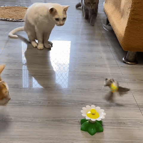 Jouet pour Chat - Papillon ou colibri sur marguerite électrique (rotatif)